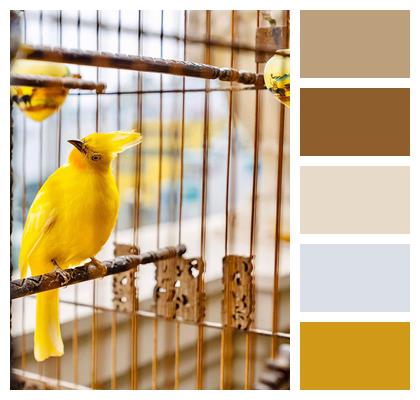 Bird Cage Pets Birds Image